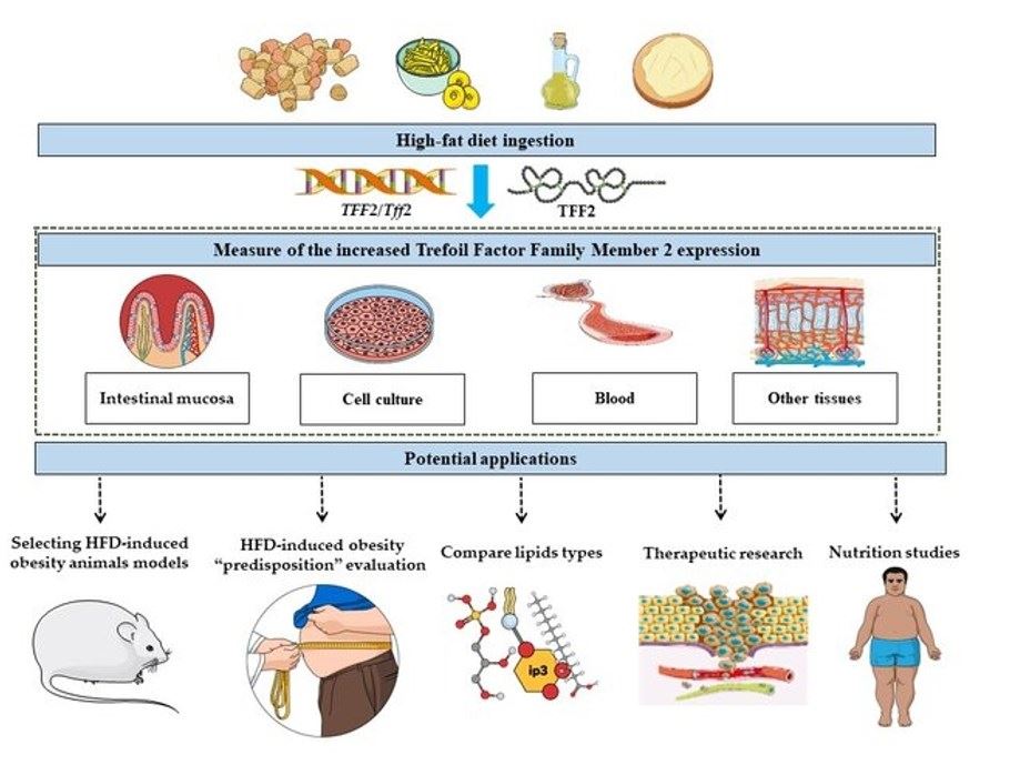 TFF2 expression as an indicator of the severity of the high-fat diet-induced obesity.