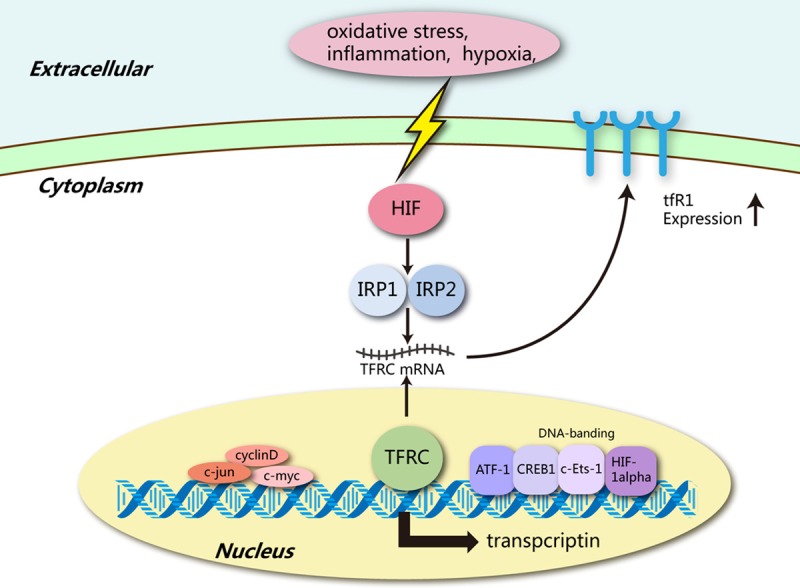 Fig1. Transferrin receptor 1 in cancer. (Shen Y, et al. 2018)