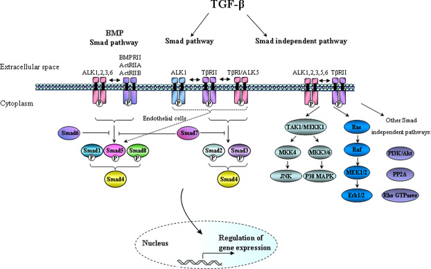 Fig1. TGF-β signaling through Smad-dependent and Smad-independent pathways. (Veronica Lifshitz, Dan Frenkel, 2013)