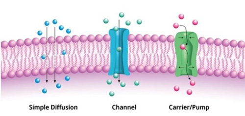 Classification