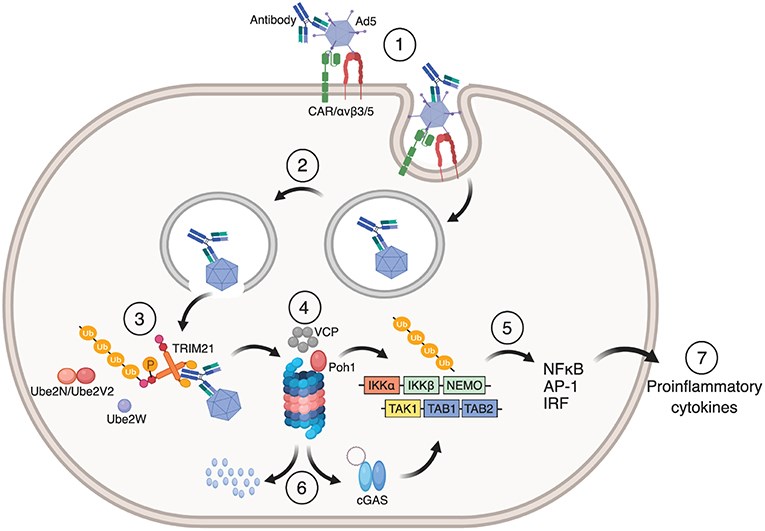 Fig1. Mechanism of TRIM21 mediated anti-viral function (Foss, S., et al. 2019)