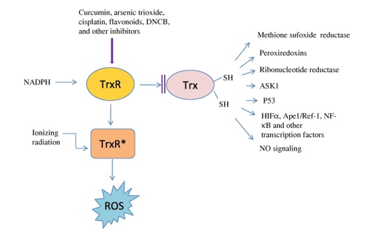 Thioredoxin and thioredoxin reductase.