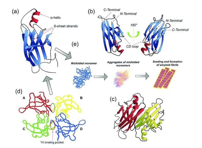 Transthyretin (TTR) conformational structures