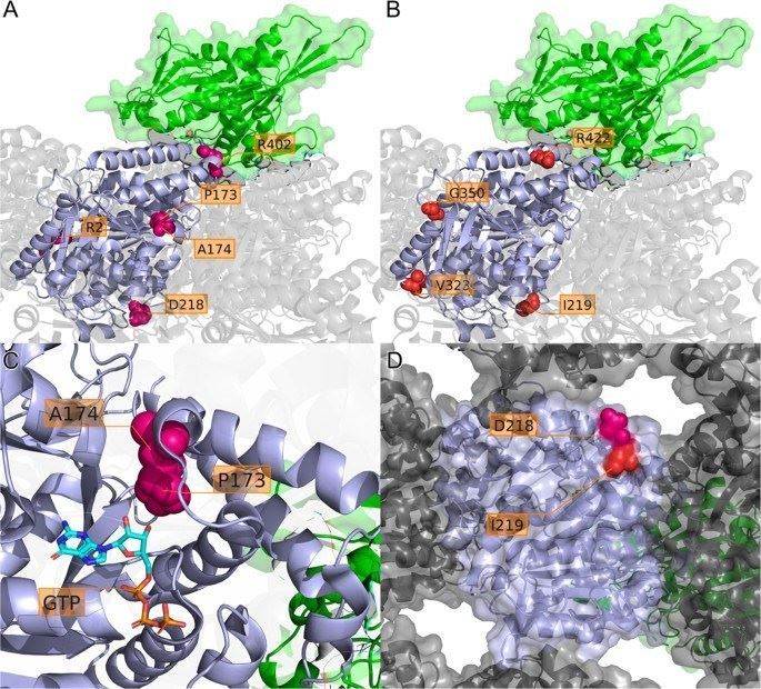 Fig1. Localization of missense variants in a TUBA1A protein model. (Schröter, J., et al. 2022)