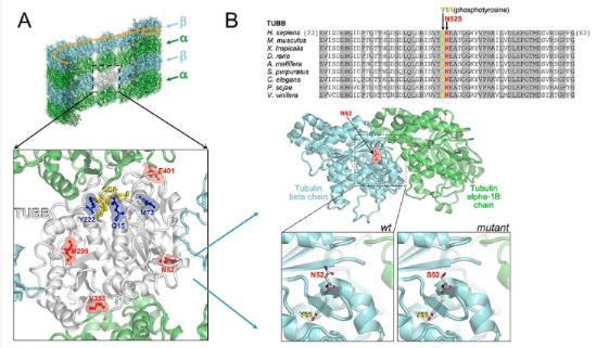 Fig1. TUBB Mutation (Sferra, A. et al, 2019)