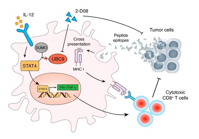 UBC9 deficiency enhances immunostimulatory macrophage activation and subsequent antitumor T cell response in prostate cancer.