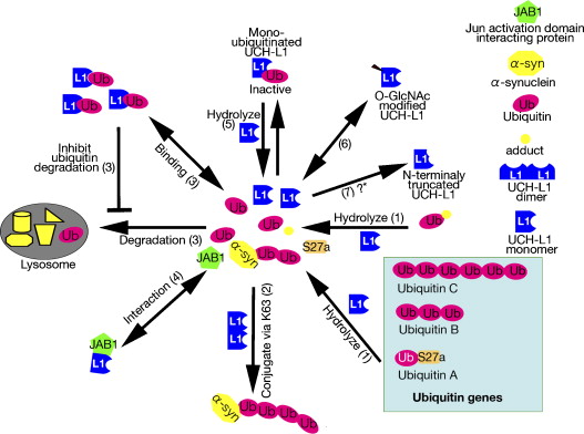 Fig1. The functions of UCH-L1 (Setsuie, R., and Wada, K. 2007)