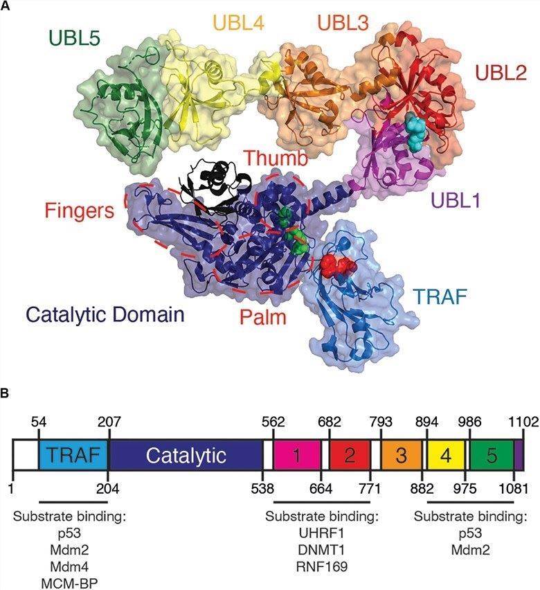 Fig1. Overview of USP7 domain structure (Valles, G. J. et al. 2020)