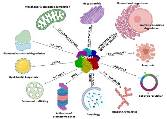 Fig1. Biological functions of VCP/p97 (Costantini, S., et al. 2020)