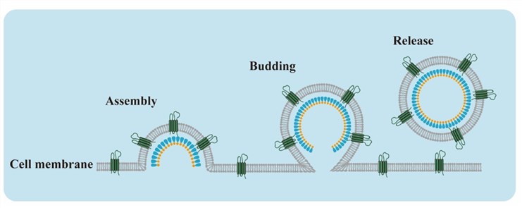 VLPs technology platform for the preparation of membrane proteins