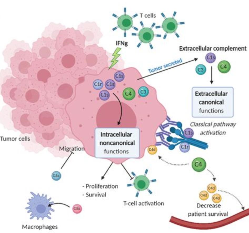 C1s  production by tumor cells impacts CD8 T cells