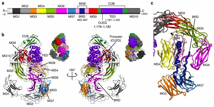 Figure 1. Crystal structure of S. typhimurium alpha-2-macroglobulin (Sa-A2M). (Wong, S., et al. 2014)