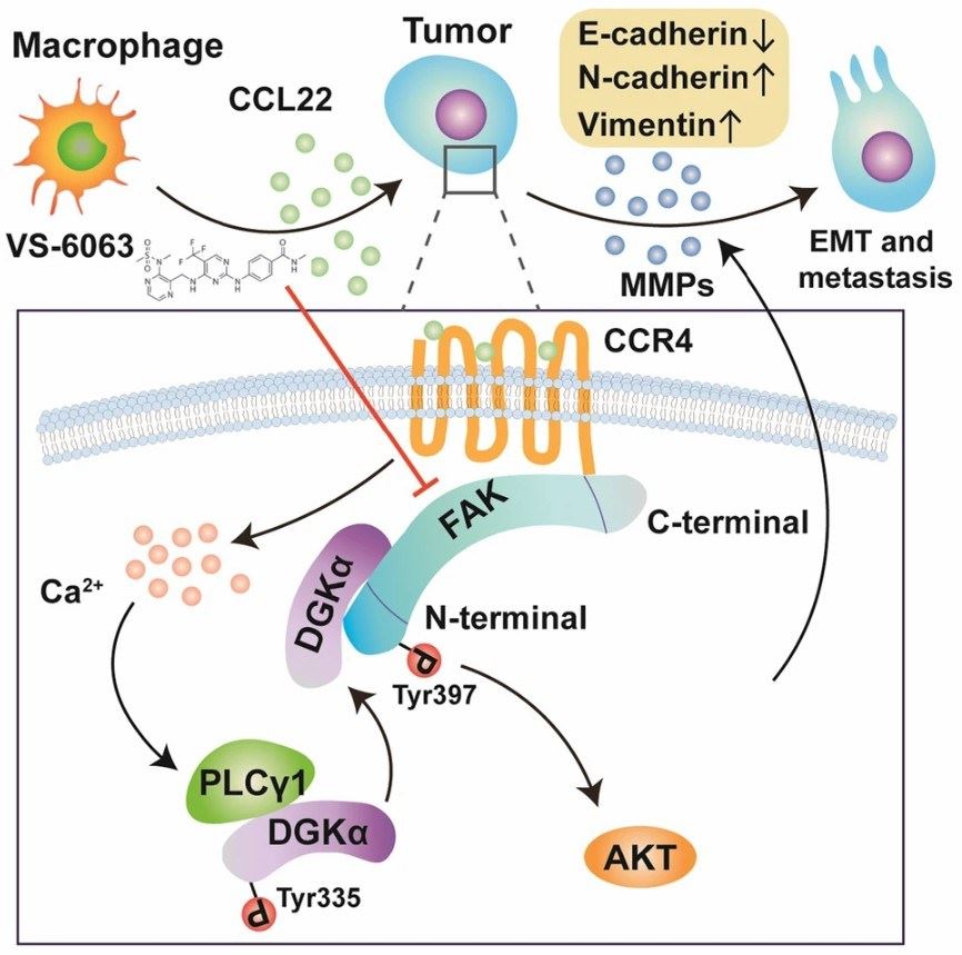 Figure 1. Proposed model of tumor-associated macrophage-derived CCL22-induced oncogenic addiction to hyperactivated FAK. (Chen, J., et al. 2022)