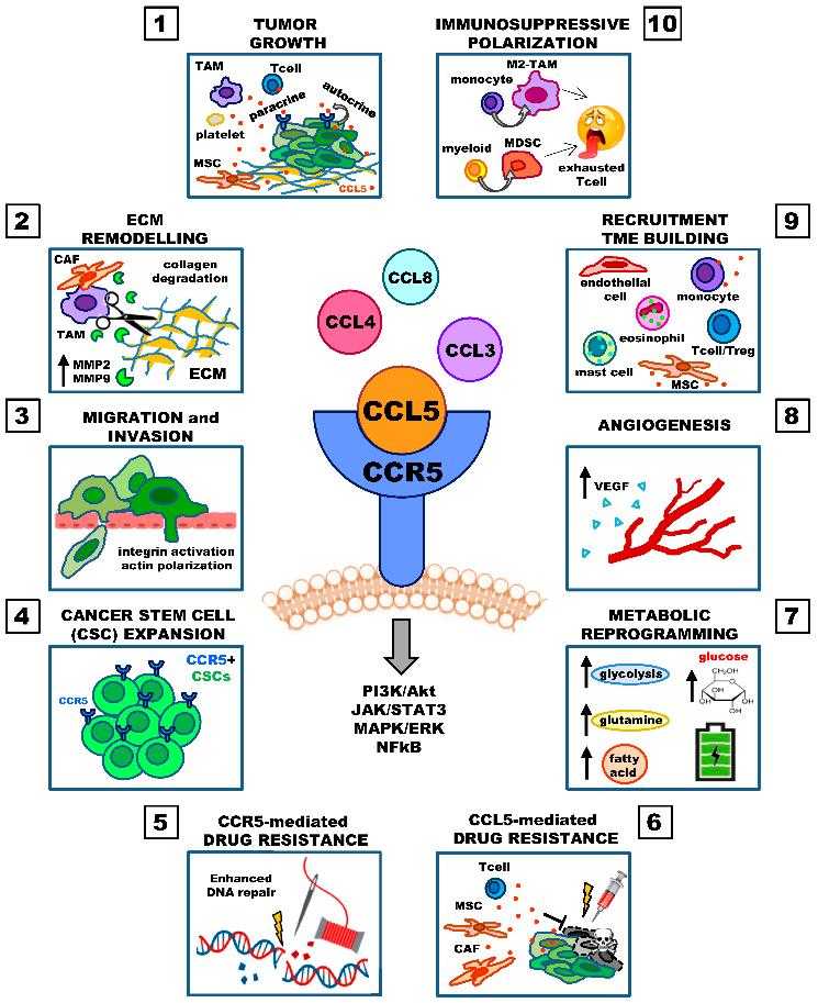 Figure 1. Involvement of the CCL5/CCR5 axis in cancer progression. (Aldinucci D, et al., 2020)