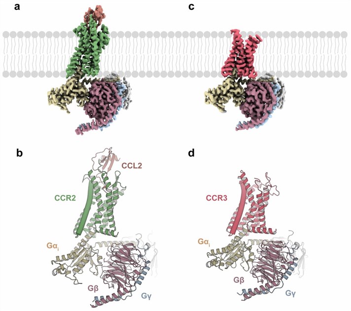 Figure 1. Cryo-EM structures of the CCL2–CCR2–Gi and apo CCR3–Gi complexes. (Shao, Z., et al. 2022)