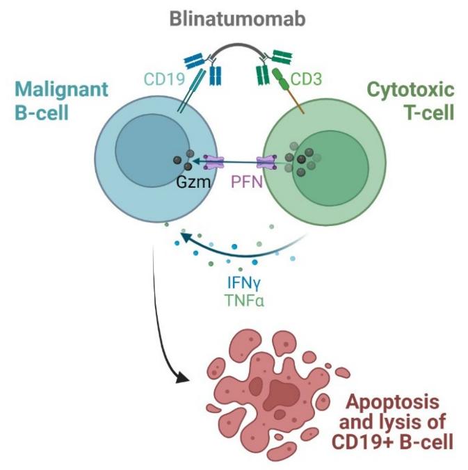 Figure 1. Blinatumomab mechanism of action. (Sochacka-Ćwikła A, et al., 2021)