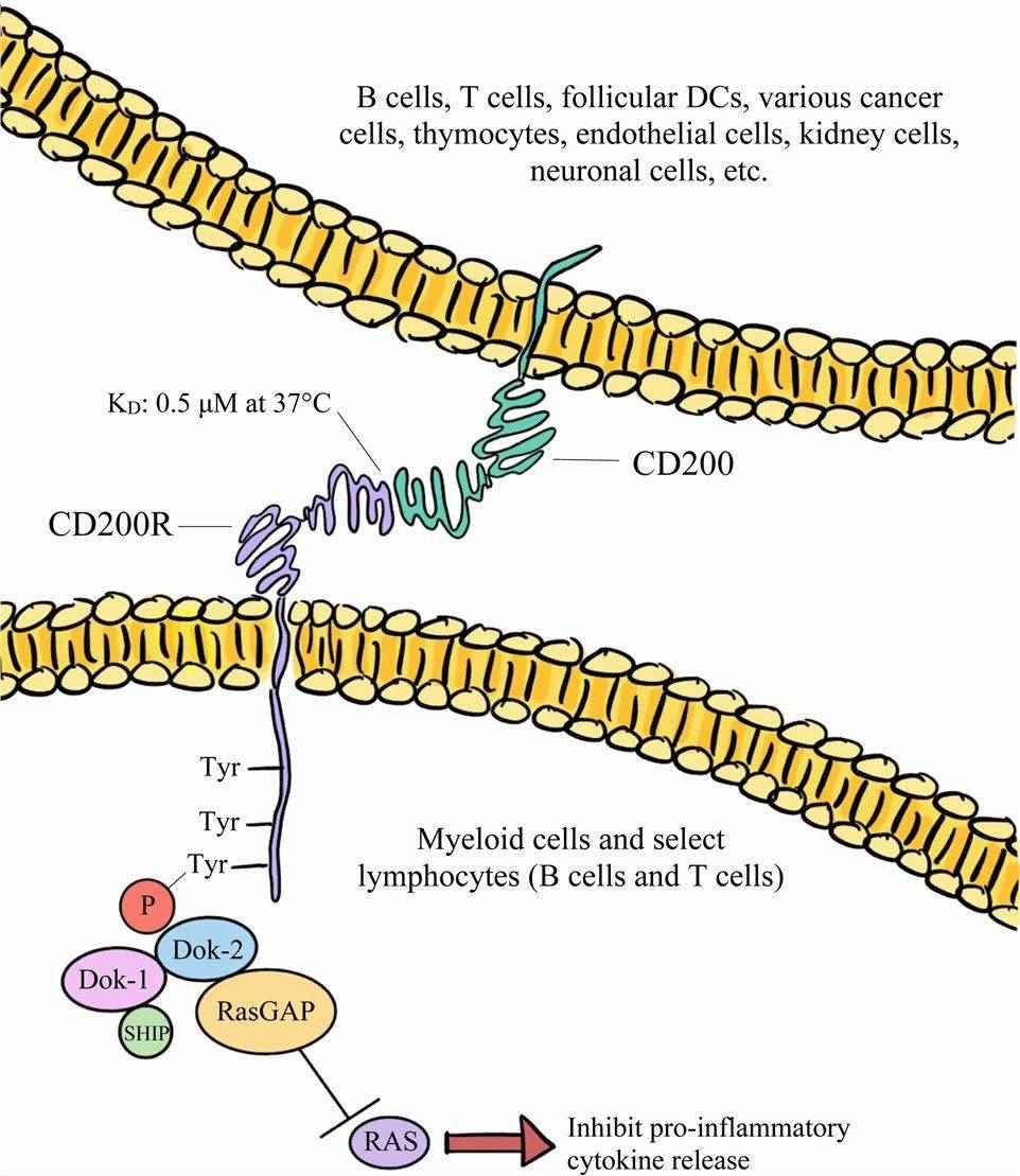 Figure 1. The broadly expressed CD200 glycoprotein predominantly interacts with its CD200R receptor and downregulates both the function and activation of immune cells via the inhibition of RAS signaling. (Choe, D., et al. 2023)