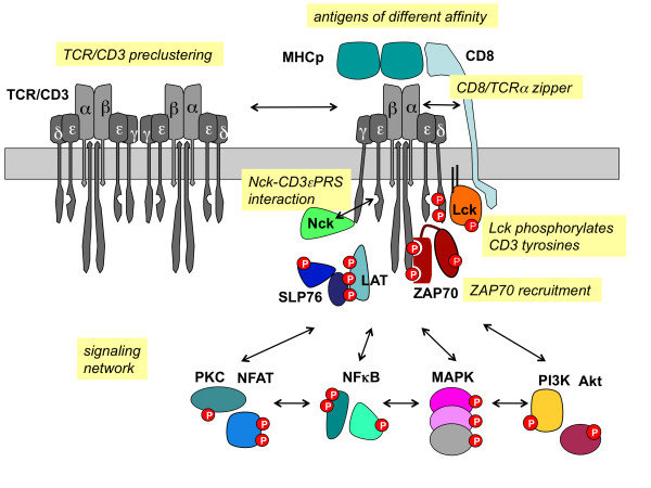 Figure 1. TCR/CD3 signaling. (Louis-Dit-Sully C, et al., 2012)