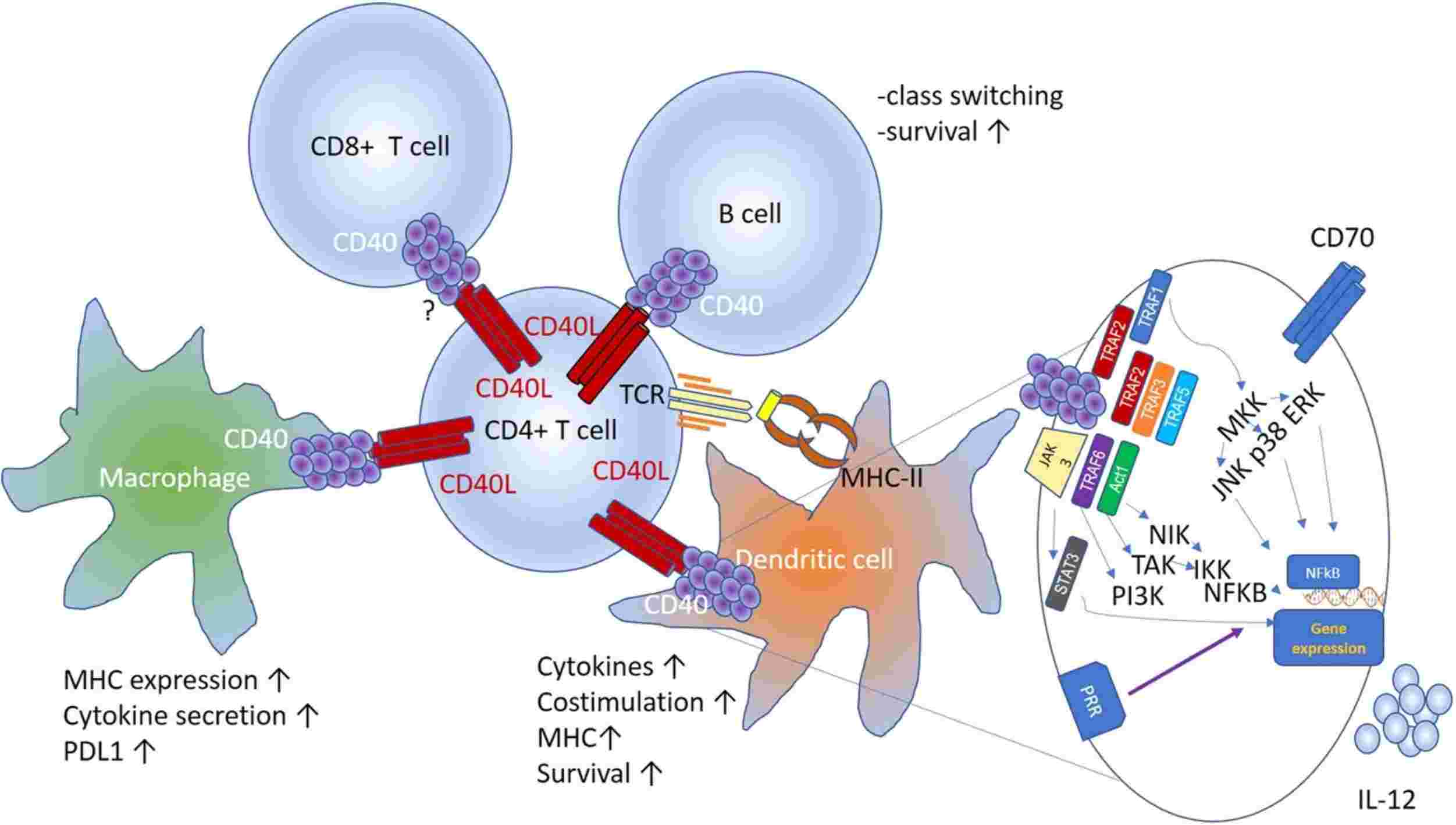 Figure 1. Schematic of the interactions between CD40L expressed by activated CD4+ T cells and other cellular components of the tumor microenvironment. (Bullock T N J, et al., 2022)