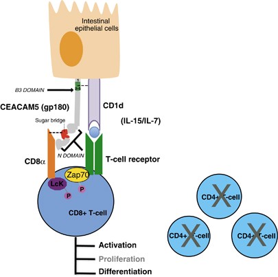 Figure 1. Interactions between CEACAM5/CD1d and CEACAM5/CD8α. (Roda G, et al., 2014)