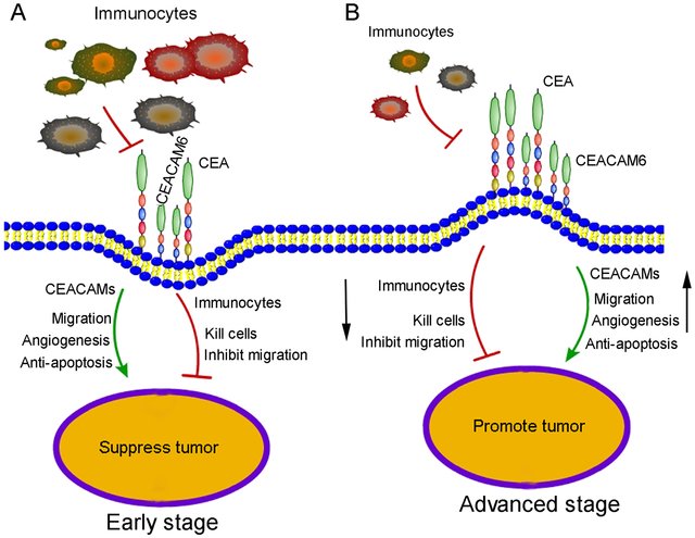 Figure 1. Proposed mechanism for CEACAM6 function in early-and advanced-stage gastric cancer. (Zang M, et al., 2017)