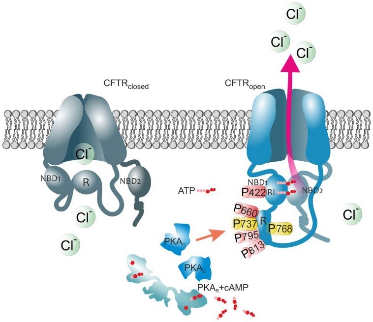 Figure 1. The impact of PKA-mediated phosphorylation on CFTR channel. (Della Sala A, et al., 2021)