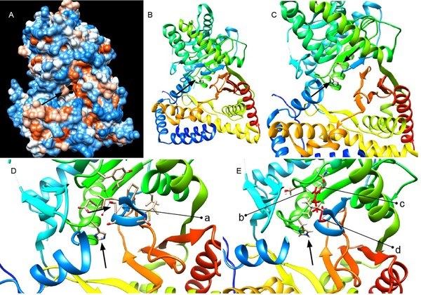 Figure 1. Human ChAT protein crystal structure and predicted effect of the chatatk64 mutation. (Joshi, S., et al. 2018)