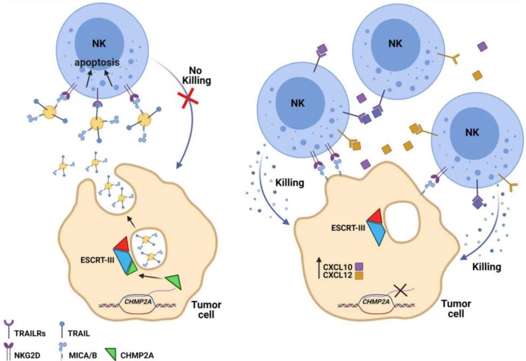 Figure 1. The proposed mechanism of CHMP2A KO in tumor cells. (Bernareggi D, et al., 2022)