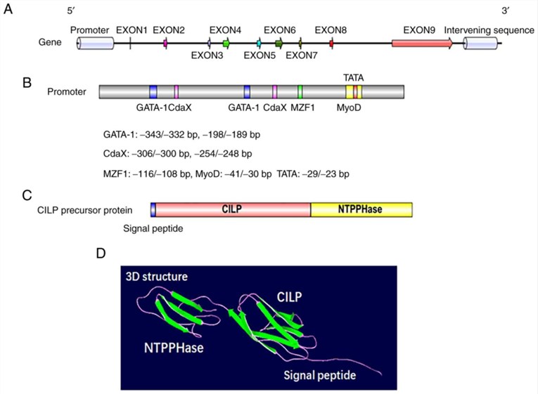 Figure 1. Genetic and protein structure of CILP in humans. (Liu, L., et al. 2021)