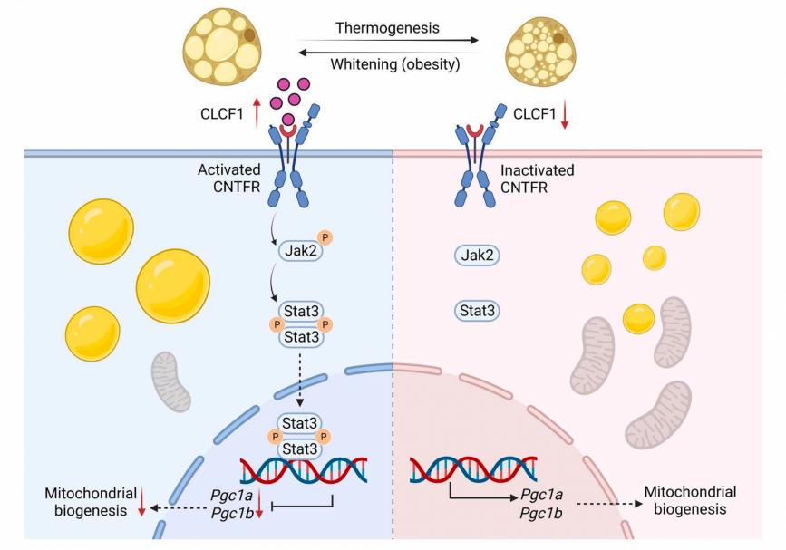 Figure 1. Diagram of the role and mechanism of CLCF1 in promoting the whitening of brown adipose tissue. (Ding M, et al., 2023)