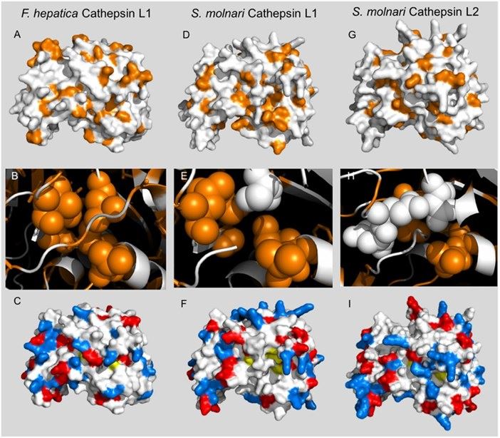 Figure 1. Predicted tertiary structure of SMBS Cathepsin L 1 and 2 and comparison with Fasciola hepatica cathepsin L. (Hartigan, A., et al. 2020)