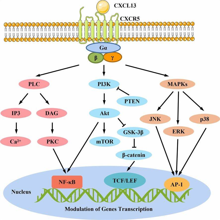 CXCL13/CXCR5-mediated signaling pathways. (Pan, Z., et al. 2022)
