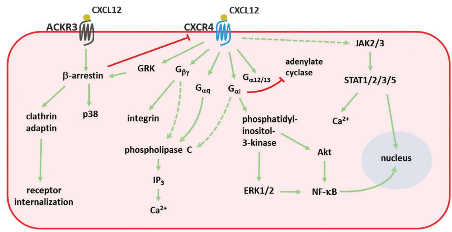 Figure 1. Signal transduction pathways activated by CXCL12. (Janssens R, et al., 2018)