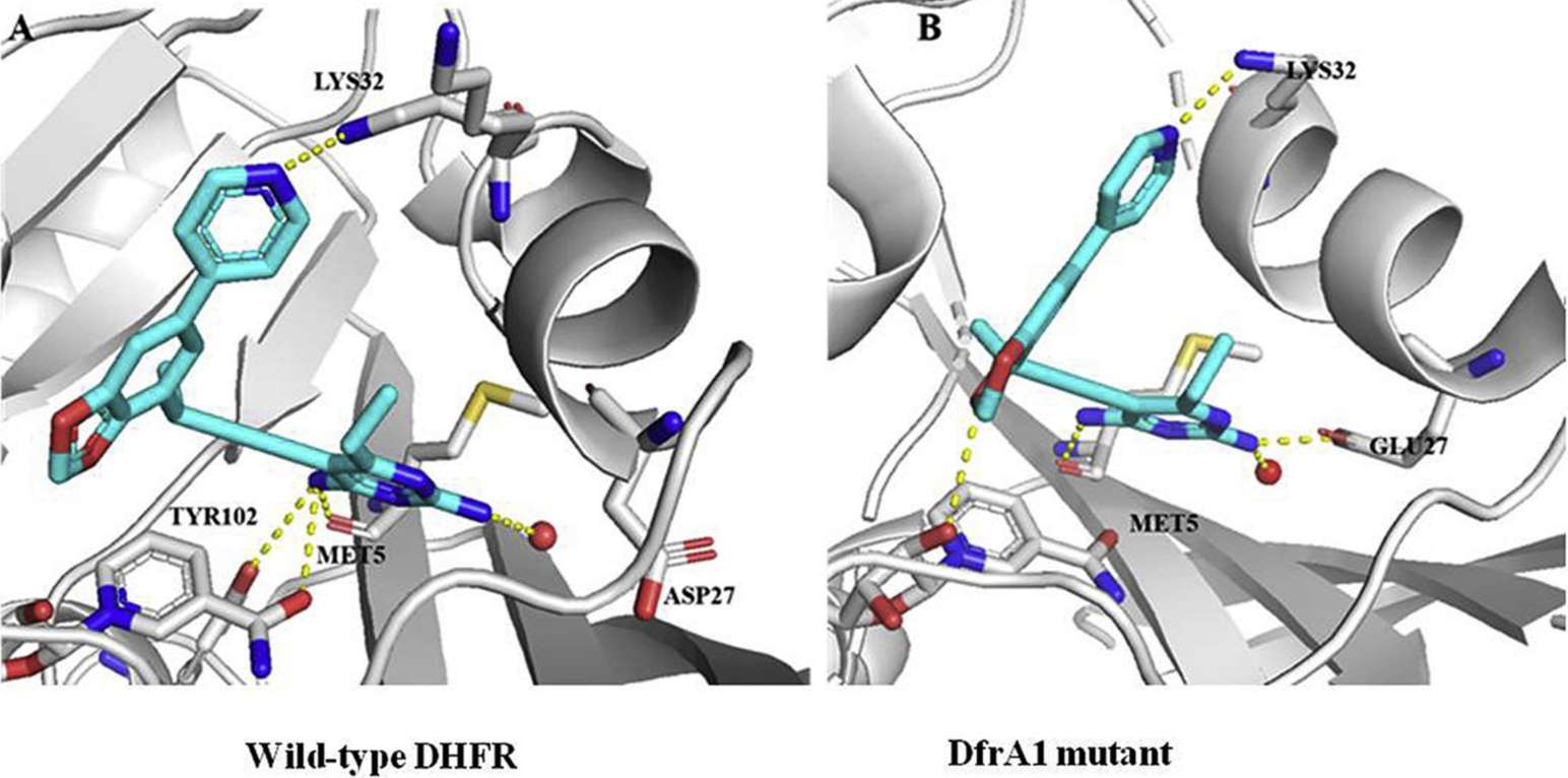 Figure 1. DHFR is increasingly important for combating against drug-resistant bacteria. (He J, et al., 2020)