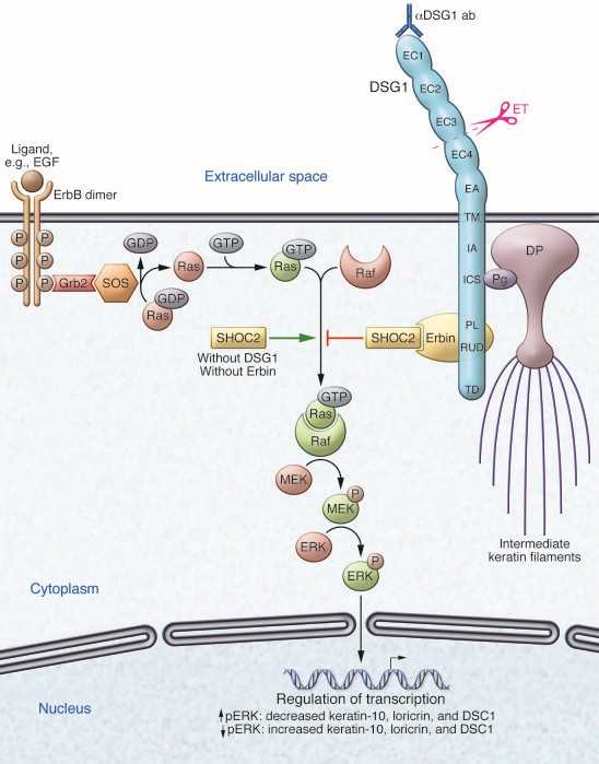 Figure 1. Keratinocyte structure, adhesion, and signaling modulated by Erbin and/or DSG1. (Hammers C M, et al., 2013)