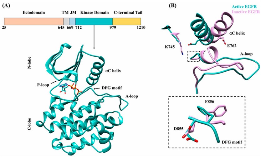 Epidermal growth factor receptor (EGFR) and structural features of the tyrosine kinase domain. (Tamirat, M.Z., et al. 2021)