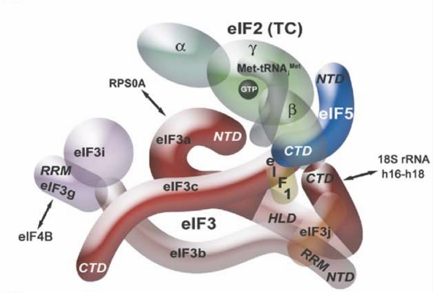 Interactions of eIF3 with other initiation factors and the 40S subunit. (Hinnebusch, A.G., et al. 2006)