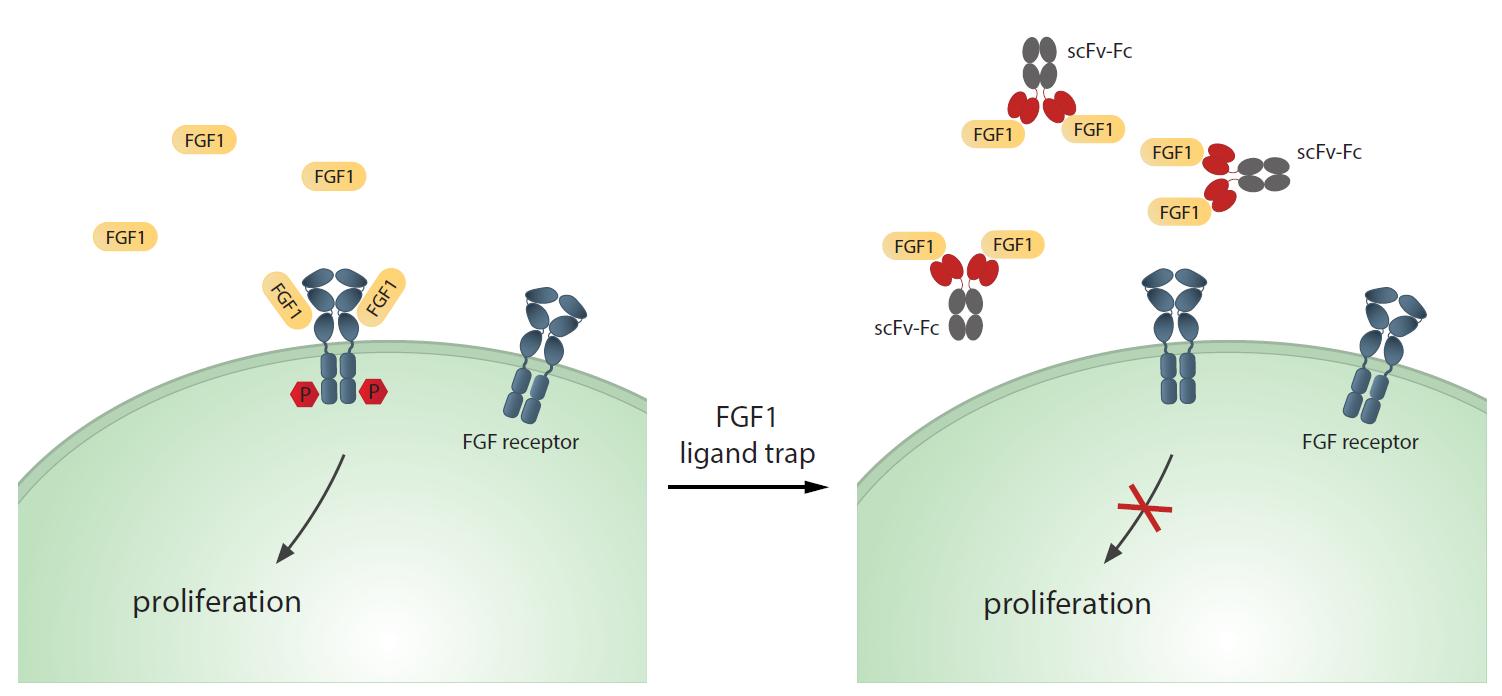 Figure 1. Specific antibody fragment ligand traps blocking FGF1 activity. (Chudzian J, et al., 2018)