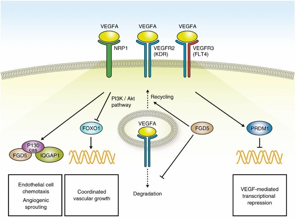 VEGF pathway. (Reuter, M.S., et al. 2019)