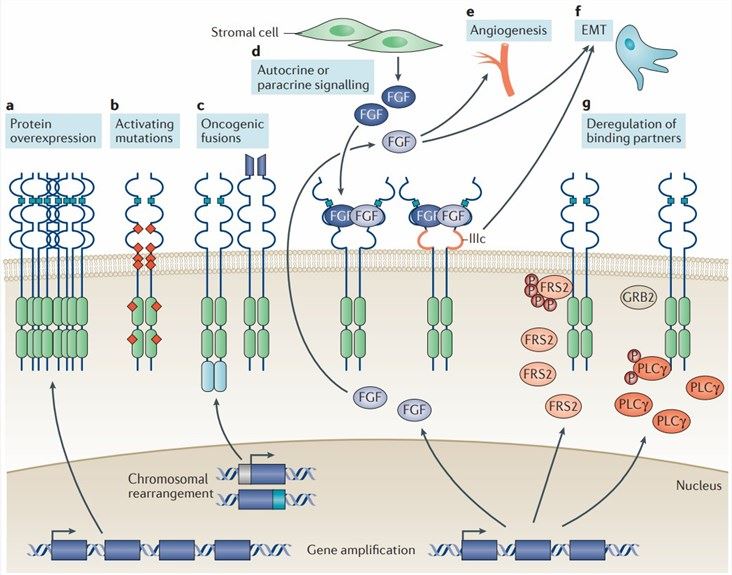 Mechanisms of oncogenic fibroblast growth factor receptor signalling. (Babina, I., et al. 2017)
