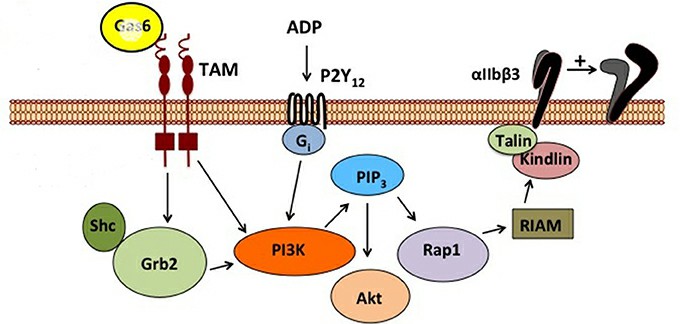Schematic representation of GAS6/TAM signaling pathway. (Law, L.A., et al. 2018)