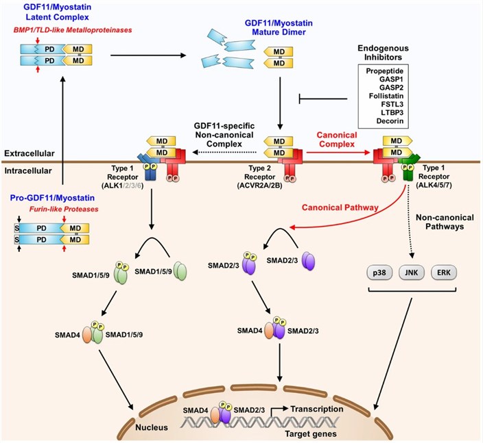 Processing, extracellular regulation, and signaling mechanisms of GDF11 and MSTN. (Suh, J., et al. 2020)