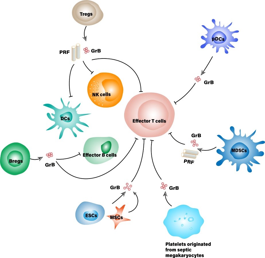 Figure 1. Suppressor cells that secrete granzyme B for immunosuppressive purposes. (Wang W, et al., 2021)
