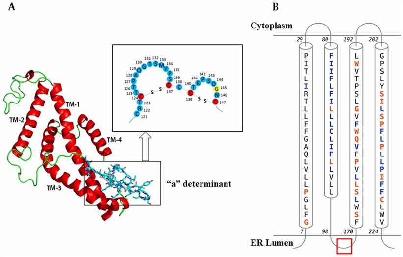 Predicted 3D structure of HBsAg with schematic representation of the a determining region and topology of the HBsAg helices within the ER Membrane. (Rezaee, R., et al. 2016)