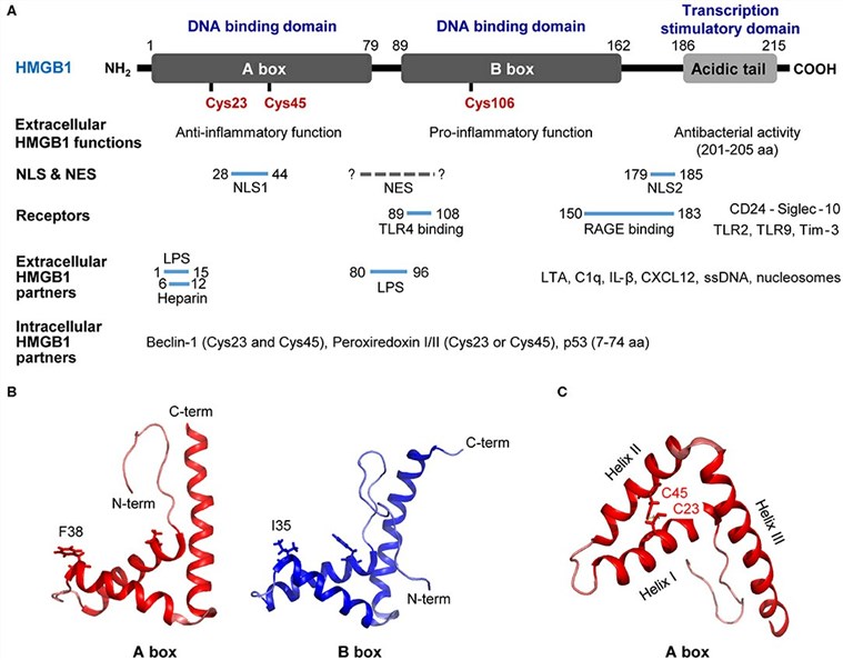 Structure of HMGB1. (Kwak, M.S., et al. 2020)