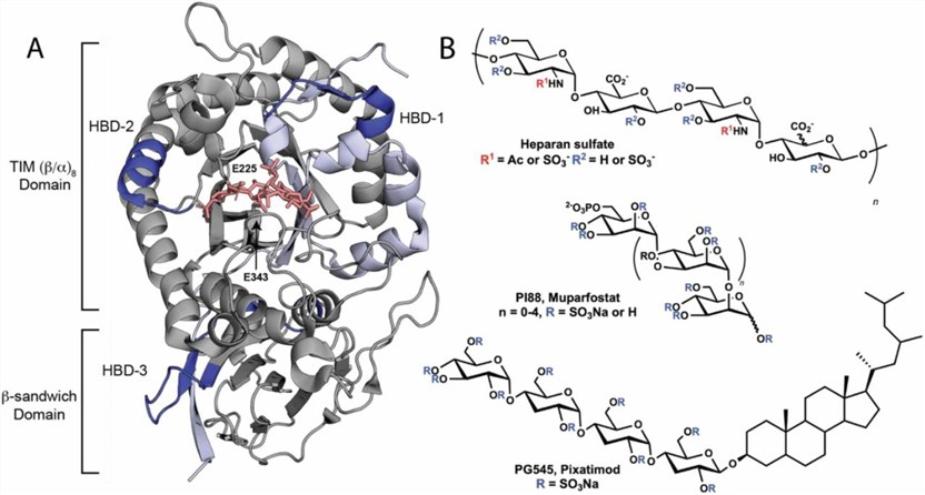 Crystal structure of HPSE and known inhibitors. (Whitefield, C., et al. 2023)