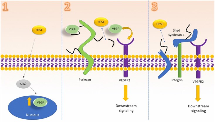 Proposed mechanism by which HPSE activates VEGFR signaling. (Koganti, R., et al. 2020)