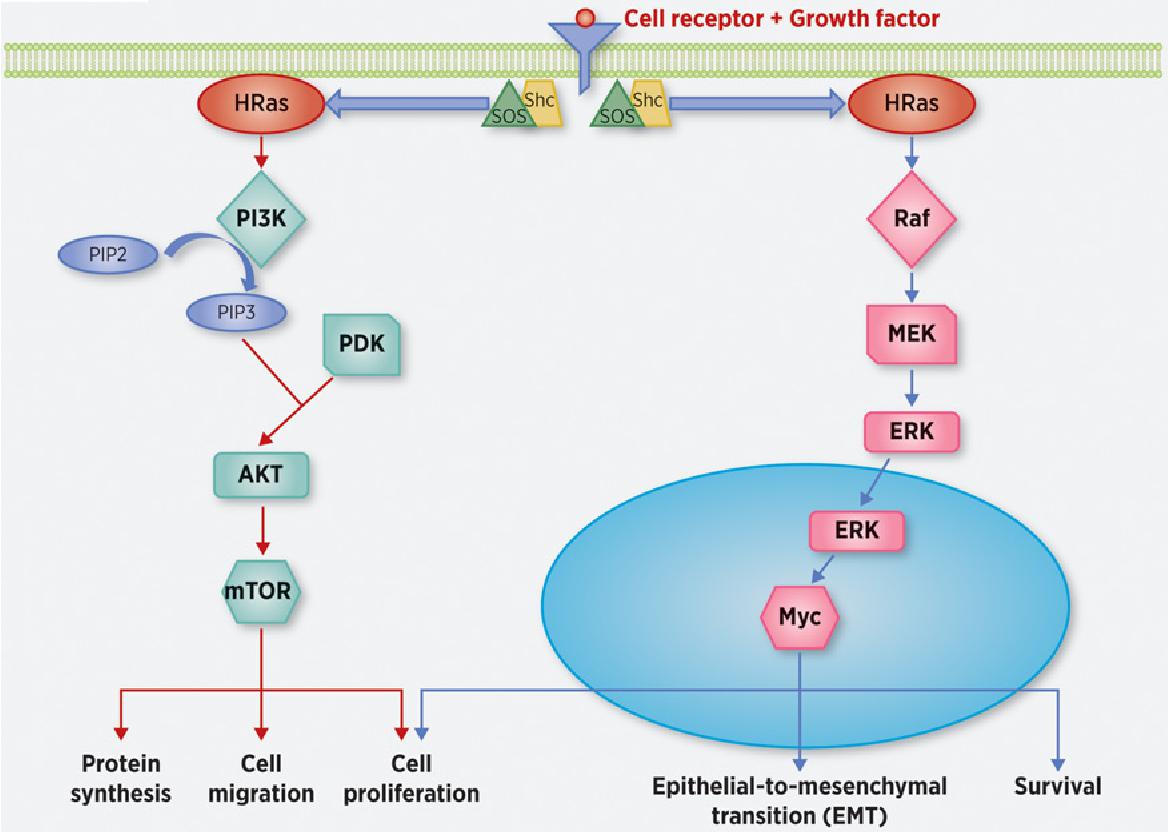 Figure 1. H-Ras signaling pathways. (Shu L, et al., 2020)