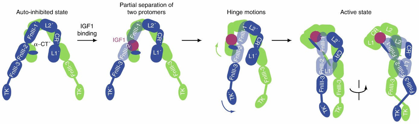 Cartoon representation of a working model for IGF1-induced IGF1R activation. (Li, J., et al. 2019)