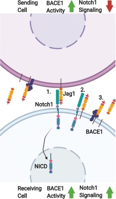 Figure 1. Jagged-1/Notch signaling and regulation in the context of BACE1 activity. (Fissel J A, et al., 2021)